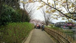 今泉桜名水公園