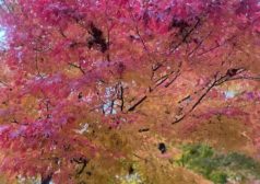 紅葉　景色　写真　秋　冬　自然　