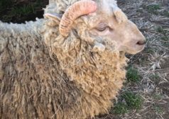 注文住宅　漆喰　羊　自然　天然素材　生き物　施工　牧場　ウール　断熱材　防寒　