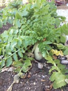 無添加住宅　農園