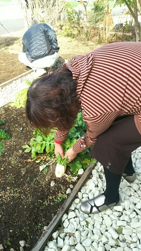 横浜中川展示場での大根の収穫