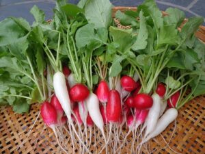 無農薬野菜　無添加住宅