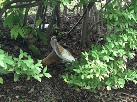 公園でキノコを見つけました