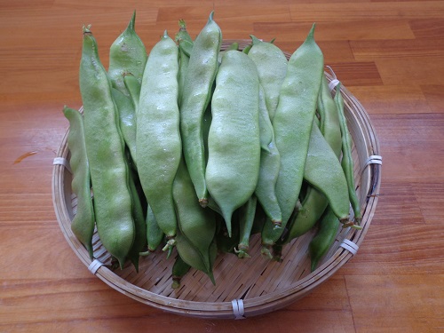 続 自宅の畑で収穫です８