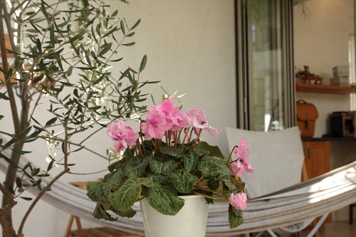 2年目のシクラメン