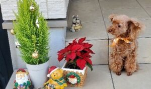 クリスマスリース　住宅