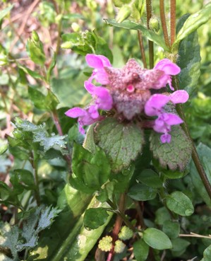 gunseihotokenoza (2).jpg