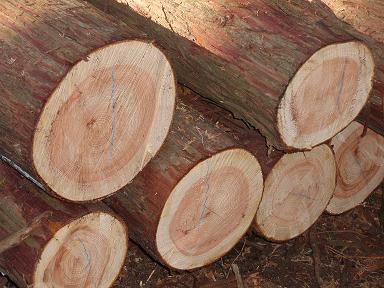 県産材見学ツアーその➀伐採