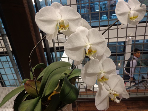 今年も咲きました