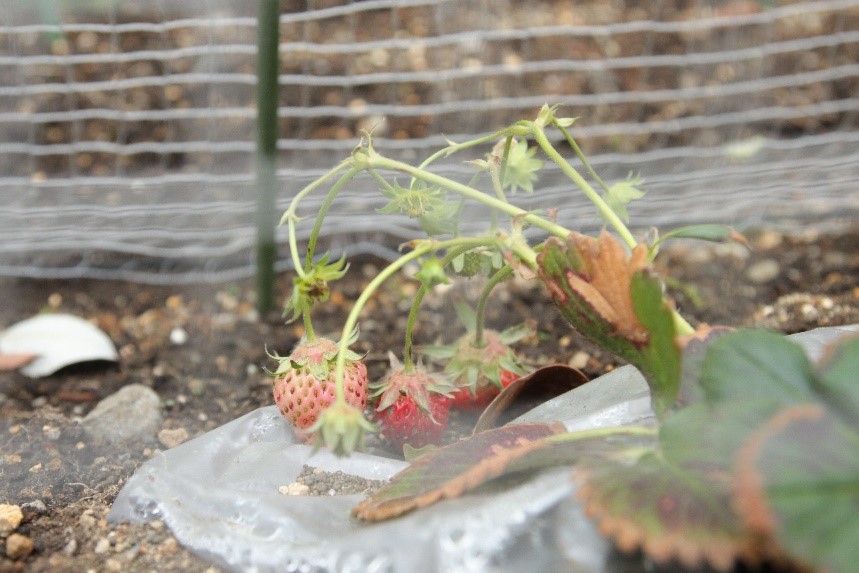 無添加農園のイチゴ