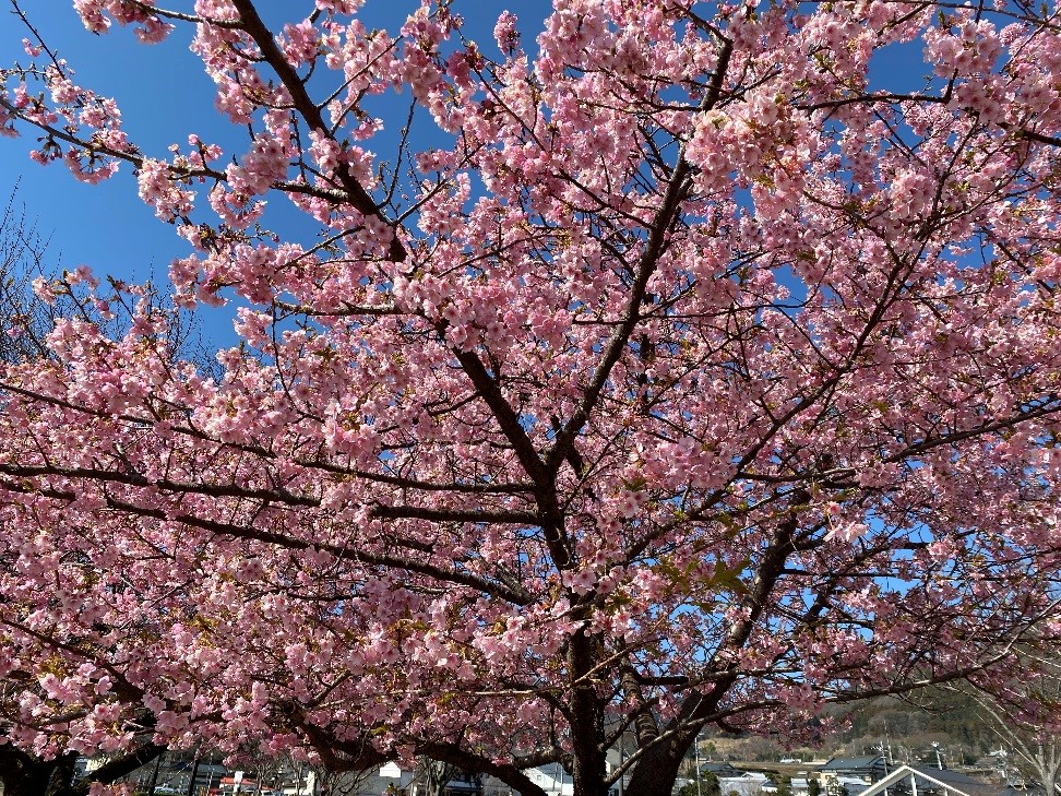 河津桜満開です