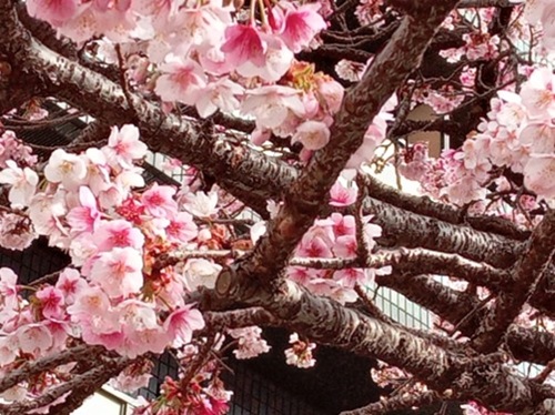 工務店のスタッフブロブ　日本一早咲きの桜