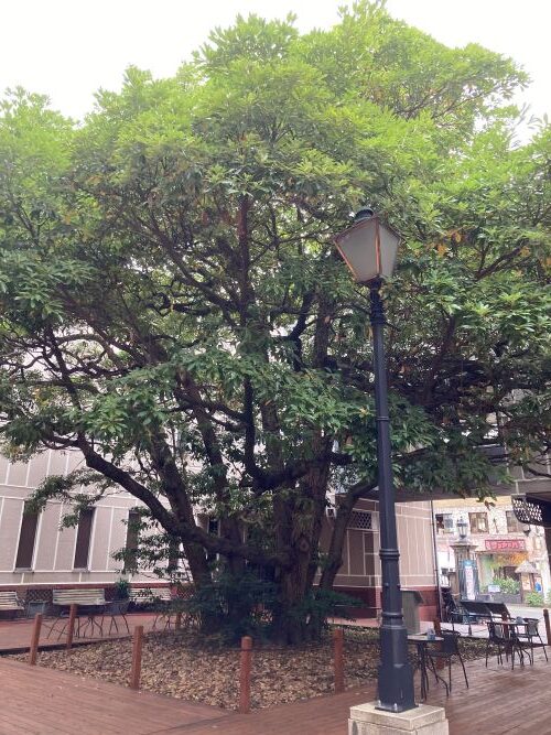 工務店のスタッフブロブ　横浜開港資料館旧館⑥